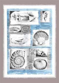 shell cards 1