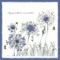 Agapanthus