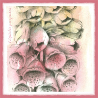 Foxglove