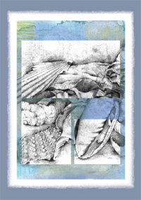 Shell cards 2