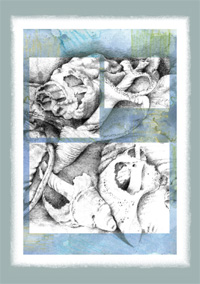 Shell Cards 3