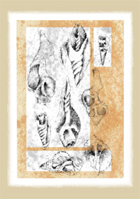 Shell cards 4