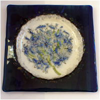Agapanthus Plate
